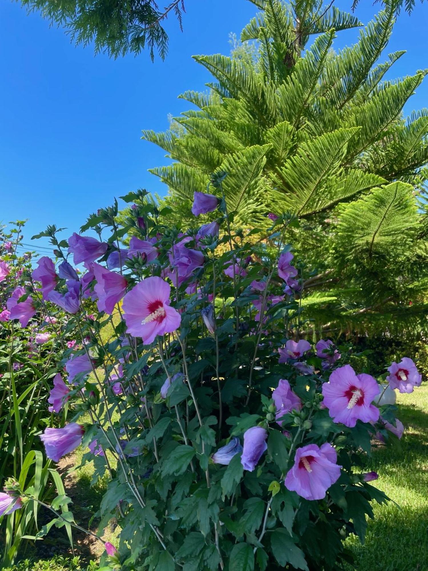 فندق El Jardin سوتو دي لا مارينا المظهر الخارجي الصورة