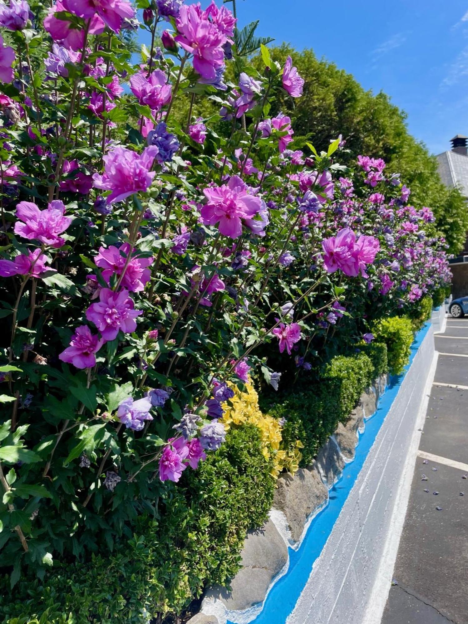 فندق El Jardin سوتو دي لا مارينا المظهر الخارجي الصورة
